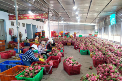 Phát triển tài sản trí tuệ: Bảo hộ chỉ dẫn địa lý được coi như tấm 'giấy thông hành' 