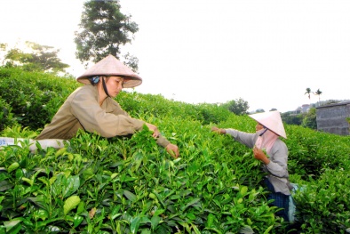 Chương trình 68: Hơn 1.100 sản phẩm được hỗ trợ bảo hộ quyền sở hữu trí tuệ trong nước