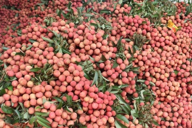 Phát triển tài sản trí tuệ: Vải thiều Bắc Giang được bảo hộ nhãn hiệu tại nhiều quốc gia