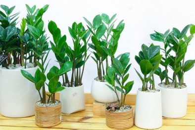 5 loại cây cảnh phong thủy ‘hút’ tài lộc, đem lại may mắn dịp đầu năm mới 
