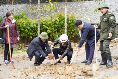 Hà Nội- Trồng 100.000 cây gỗ quý trên diện tích 100 ha tại Vườn Quốc gia Ba Vì