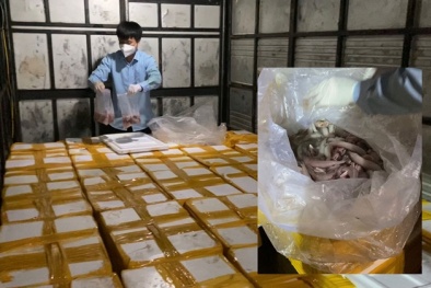 Ngăn chặn gần 2 tấn cá khoai chứa formol đang trên đường đi tiêu thụ