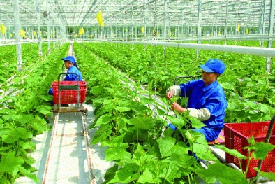 Cảnh báo lừa đảo 13Win18 cá cược thể thao đi làm việc thời vụ tại Hàn Quốc