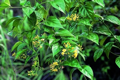 Nhóm người thương vong do ăn nhầm lá ngón