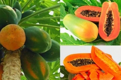 Mẹo chọn mua đu đủ chín tự nhiên, không tẩm hóa chất