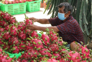 Xuất khẩu chính ngạch: 'Thuốc đặc trị' ùn ứ nông sản 