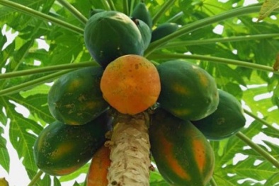 Cẩn trọng khi dùng đu đủ để chữa bệnh 