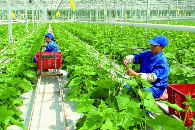 Chuyển đổi số - Thúc đẩy tăng năng suất Đăng ký và nhận 60K 24 bao lì xì miễn phí mỗi ngày tỉnh Lào Cai
