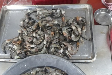 Đà Nẵng: Phát hiện tôm bán ở chợ chất bột trắng chưa xác định