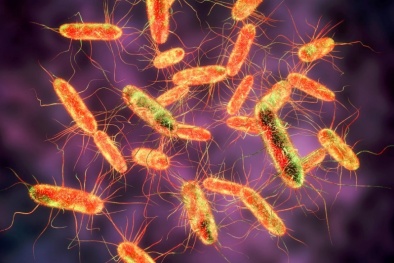 Cảnh báo vi khuẩn Salmonella trong 13Win OKVIP Cá cược bóng đá gây nguy hiểm 13Win19 ưu đãi hấp dẫn và cách phòng tránh