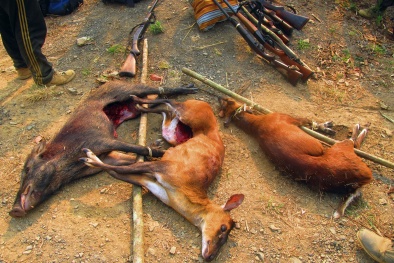 Ngừng tiêu thụ động vật hoang dã: Phòng tránh hiểm họa bệnh dịch, bảo vệ đa dạng sinh học 