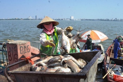 Quản lý nước thải đô thị từ vụ cá chết Hồ Tây