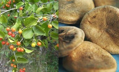 Cảnh báo tình trạng ngộ độc do uống rượu ngâm hạt mã tiền