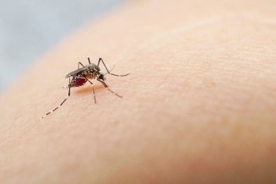 Nghiên cứu loại thuốc 'siêu mạnh' có khả năng tiêu diệt virus gây sốt xuất huyết trong 6 giờ