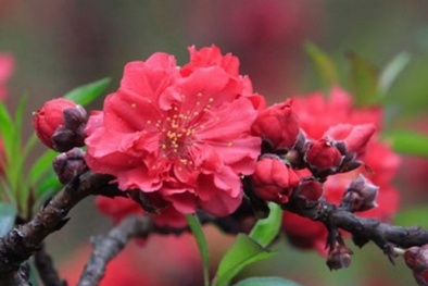 Đào Thất thốn - loại đào xa xỉ bậc nhất chào đón Tết, đáp ứng nhu cầu người dùng