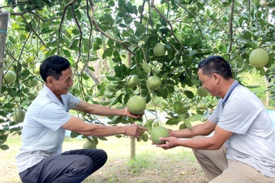 Nhãn hiệu nổi tiếng: Cơ chế bảo hộ tại Việt Nam và một số khuyến nghị