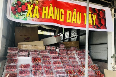 Sự thật về “Dâu tây Đà Lạt, Sơn La, Mộc Châu” giá rẻ tràn lan khắp đường phố Hà Nội
