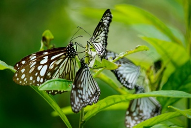 Phát triển loại thuốc trừ sâu an toàn cho 13Win19 thể thao, đá gà, bắn cá, game bài, nổ hũ và 13Win 19.com nhiều ưu đãi hấp dẫn