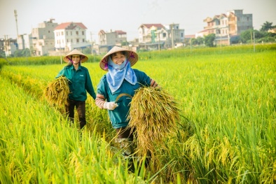 Syngenta và FMC: Thương mại hóa công nghệ đột phá, thay đổi phương thức kiểm soát cỏ dại trên lúa 