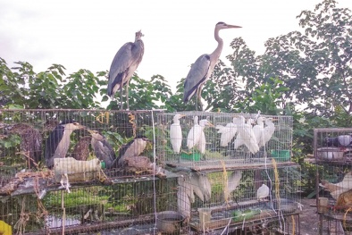 Chống buôn bán động vật hoang dã trái luật- đẩy mạnh truyền thông, phát triển mạng lưới phóng viên điều tra 