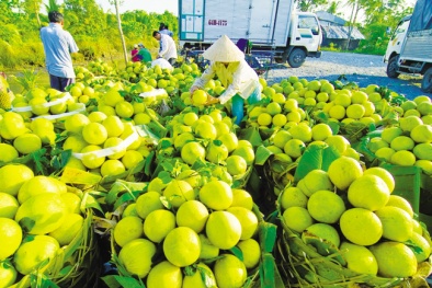 Việt Nam có thể đạt 10 tỷ USD kim ngạch xuất khẩu rau quả