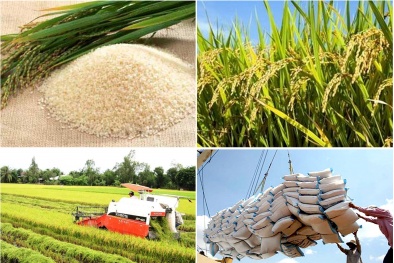 Ấn Độ cấm xuất khẩu gạo, Bộ Công Thương khuyến nghị đảm bảo cân đối xuất khẩu và tiêu dùng nội địa