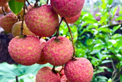 Bắc Giang: Tổng giá trị doanh thu từ vải thiều ước đạt hơn 6.800 tỷ đồng