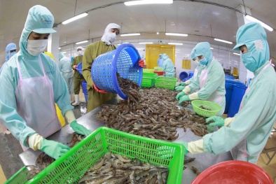 Kỳ vọng vào xuất khẩu tôm sang thị trường Mỹ và Trung Quốc