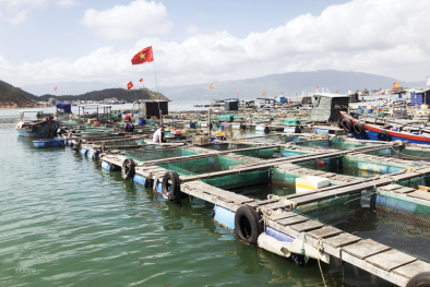 Kiên quyết thực hiện biện pháp chống khai thác thủy sản bất hợp pháp để phát triển bền vững
