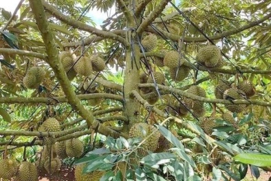 Cấu trúc lại để phát triển hiệu quả, bền vững ngành sầu riêng