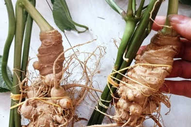 Kon Tum vận hành hệ thống máy phân tích sâm Ngọc Linh thật, giả