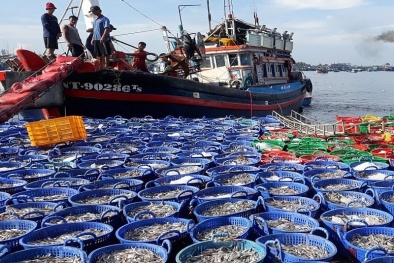 Nỗ lực của các địa phương Việt Nam trong việc tuân thủ quy định về thẻ vàng IUU