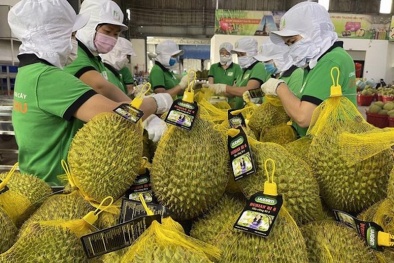 Tiêu hủy lô sầu riêng và ớt xuất sang Nhật Bản do tồn dư hóa chất