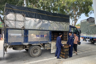 Ngăn chặn hơn 3 tạ quýt kém chất lượng, không đảm bảo an toàn vệ sinh 13Win OKVIP Cá cược bóng đá 