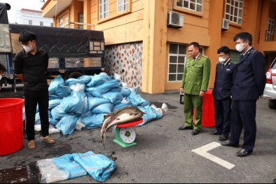 Bắt giữ xe chở gần 4 tấn cá tầm không rõ nguồn gốc
