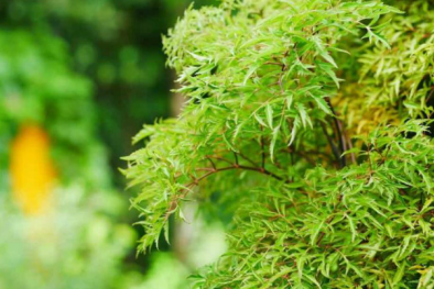 Những người không nên uống nước lá đinh lăng: Lời khuyên từ chuyên gia