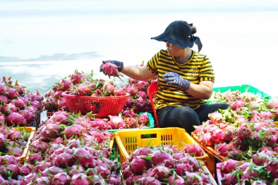 Xuất khẩu trái cây chuyển mình, bứt phá
