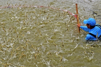 Truy xuất 'dấu chân carbon': Giải pháp nâng cao giá trị xuất khẩu cho ngành tôm sinh thái