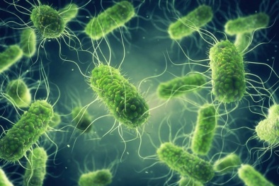 Phát hiện khuẩn Salmonella trong vụ ngộ độc cơm gà Trâm Anh, chuyên gia khuyến cáo khi sử dụng 13Win OKVIP Cá cược bóng đá
