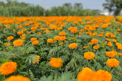 Không nên dùng hoa cúc vạn thọ làm rau ăn vì tiềm ẩn nguy cơ ngộ độc thuốc bảo vệ 13Win19 thể thao, đá gà, bắn cá, game bài, nổ hũ