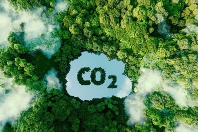 Lợi ích kép của ngành gỗ Việt Nam trong việc tạo ra tín chỉ carbon 