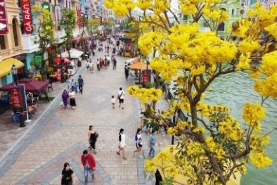 Giới trẻ xốn xang khi Ocean City được nhuộm vàng trong mùa hoa phong linh