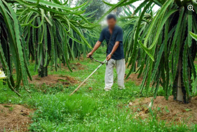 Cảnh báo tai nạn nghiêm trọng từ máy cắt cỏ nếu chủ quan