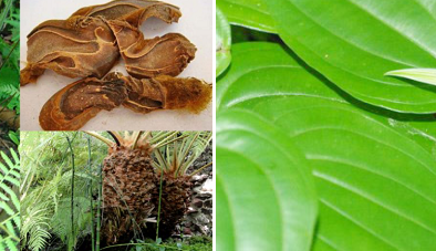 Thu giữ hơn 20 tấn sản phẩm từ cây dược liệu không rõ nguồn gốc, xuất xứ