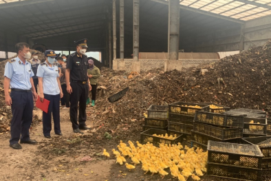 Thu giữ và tiêu hủy hơn 20.000 con vịt giống không có nguồn gốc xuất xứ 