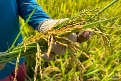 Trồng lúa theo quy trình nghiêm ngặt để giảm phát thải, bán tín chỉ carbon 