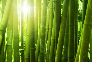 Tre trong suốt: Giải pháp thay thế để chống cháy và chống thấm cho kính