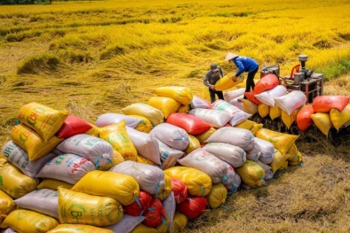 Tăng cường liên kết chuỗi giá trị, nâng cao chất lượng gạo xuất khẩu