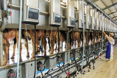 Chuyển đổi số: Giải pháp giúp ngành chăn nuôi nâng cao năng suất, chất lượng và sức cạnh tranh