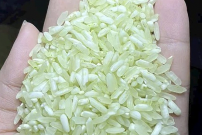 Cẩn trọng khi lựa chọn gạo ‘Séng cù xanh’ được bán rầm rộ trên mạng